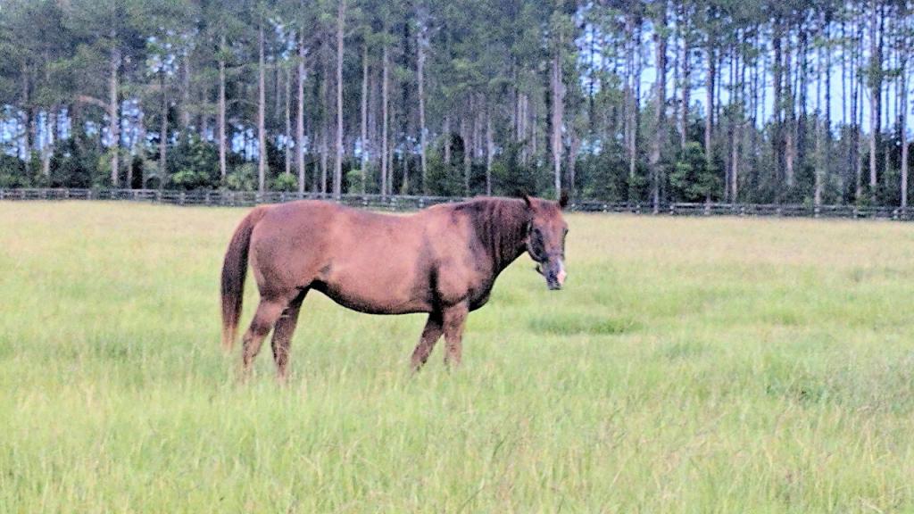 Bucchero’s dam Meetmeontime. (Julie June Stewart photo)